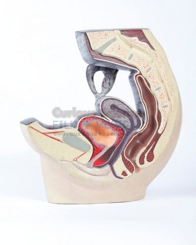 Female cross sectional model