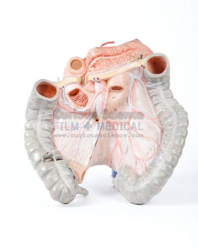 Model of Stomach