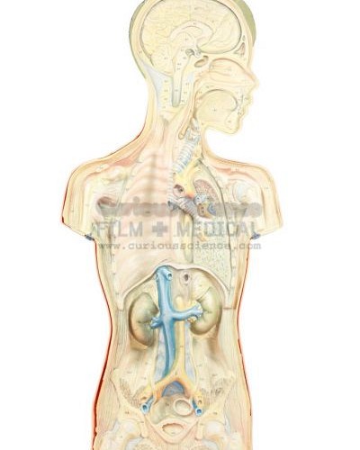 Section through upper body