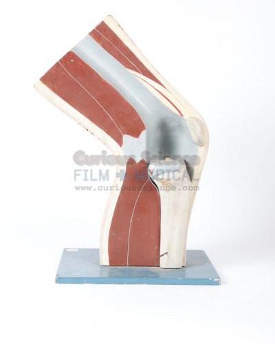 Knee joint model