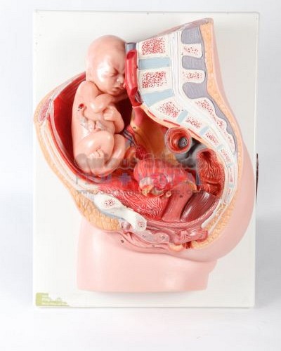 Female reproduction model