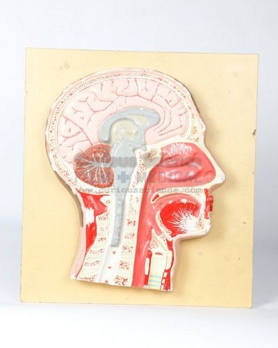 Plaster model of cross section of head