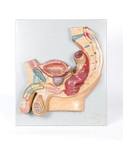 Model of male reproductive system