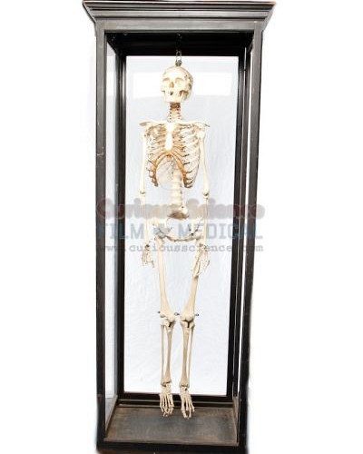 Period Skeleton in Cabinet