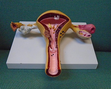 Uterus