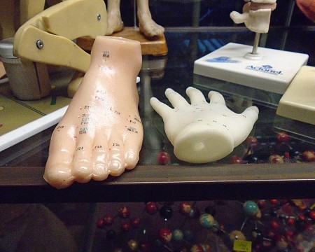 Hand and foot anatomical model