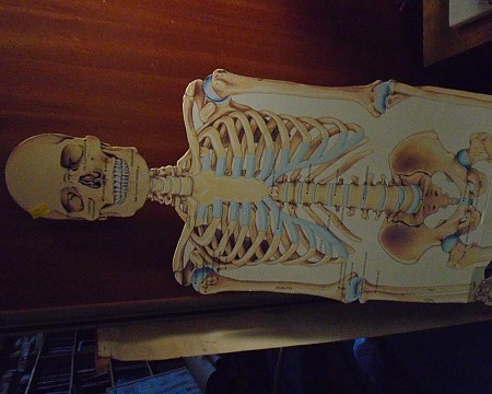 Skeleton cardboard cut out 