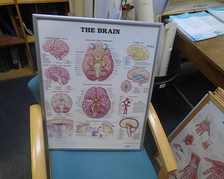 Brain poster silver framed 