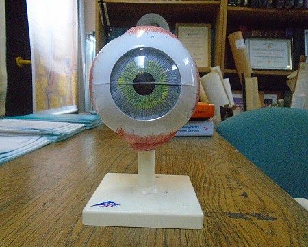 Large detailed eye model on base 