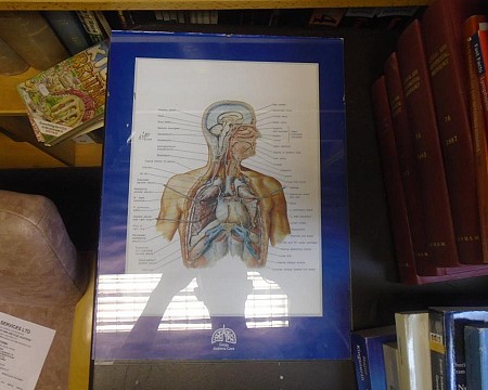 Glass framed anatomical poster 