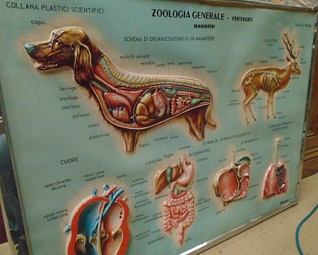 Zoological Poster