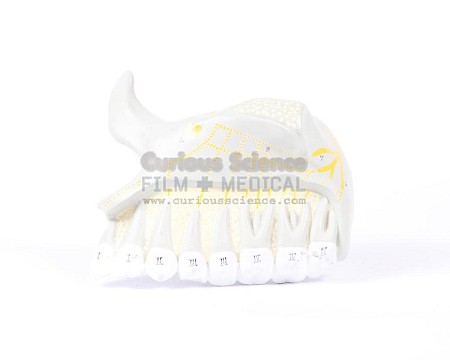 Upper Tooth Model