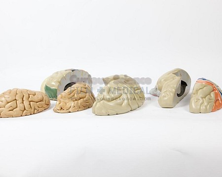 Dissected Brain Pieces