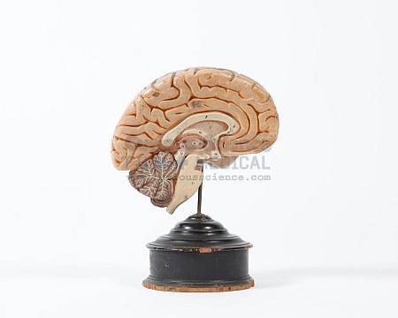 Period Brain Model on Stand