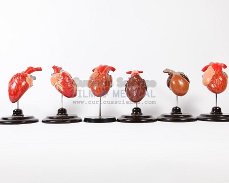 Period Heart Models