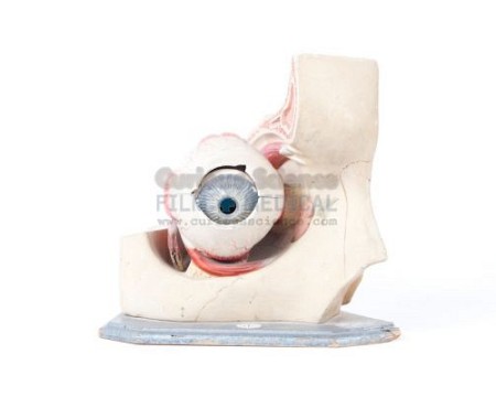 Anatomical model of eye