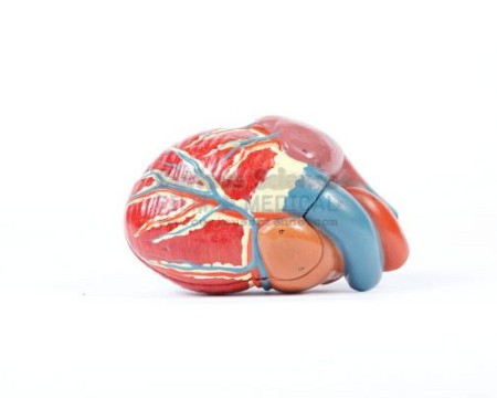 Anatomical Model of Heart ..