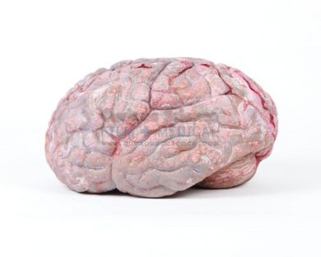 Model of Brain