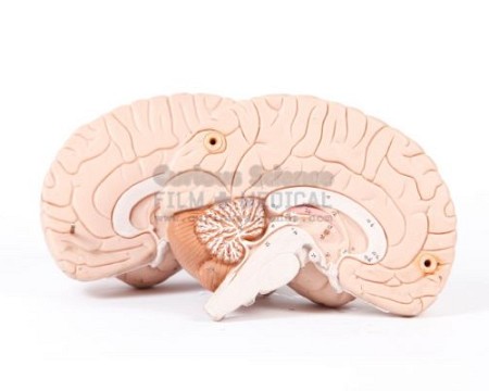 Teaching Model of Brain