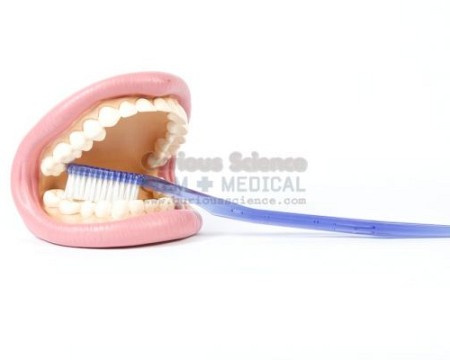 Mouth model with oversize toothbrush