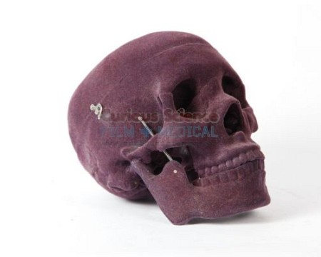 Velvet covered skull