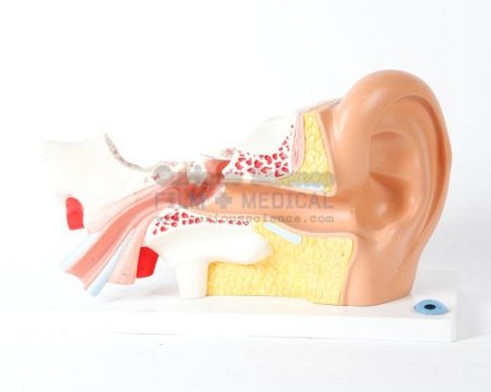 Model of inner ear