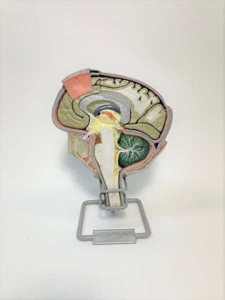 Brain Section Teaching Model