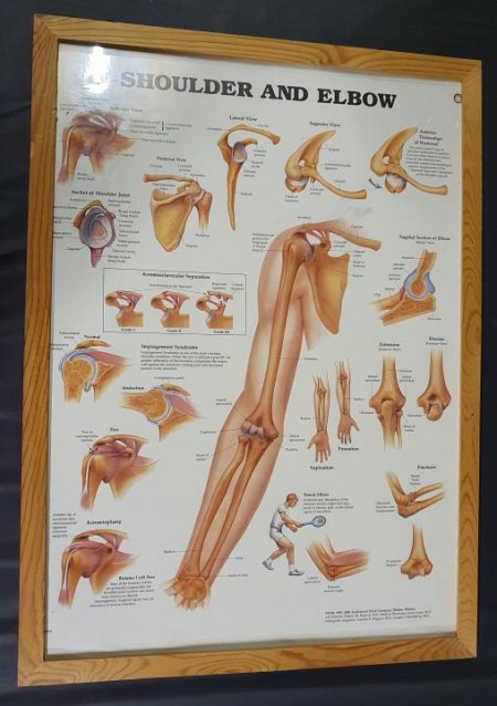 Anatomical Framed Print Shoulder & Elbow