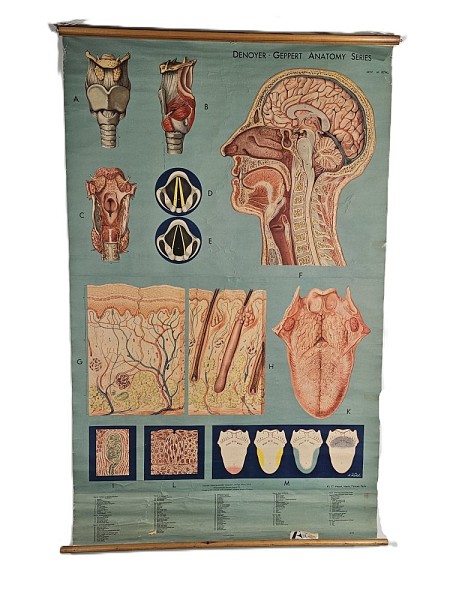 Period Rolled  Head Neck Throat Skin Anatomy Chart / Poster