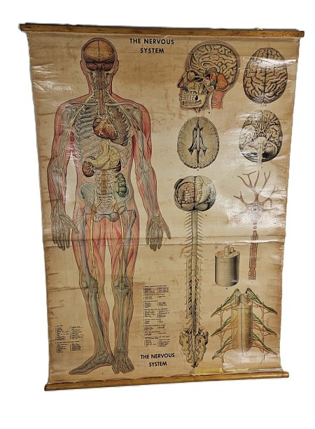 Period Rolled Nervous System Charts / Poster