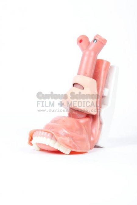 Larynx And Throat Model