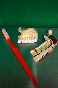Dental Teaching Models
