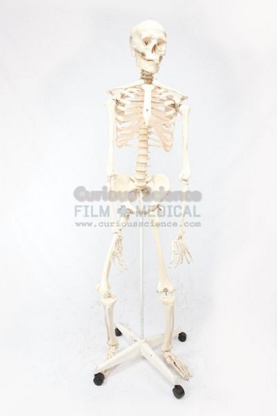 Skeleton Model