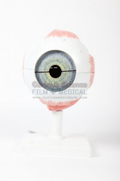Model of human eye