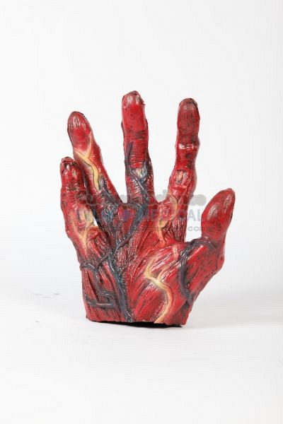 Flayed model of human hand