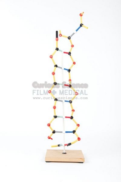 DNA model