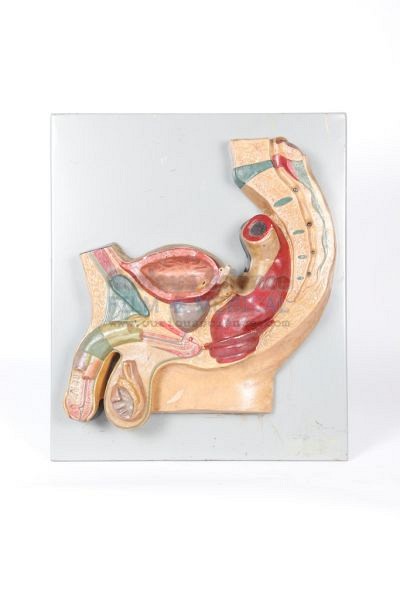 Model of male reproductive system