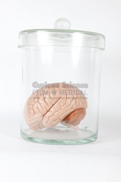 Model of brain in jar