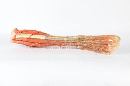 Resin model of leg