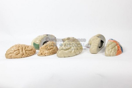 Brain section models