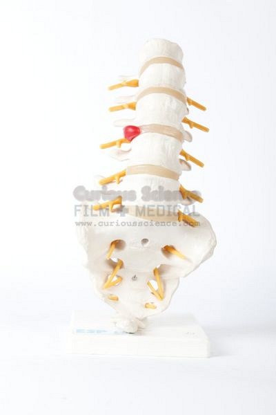 Lower Back Spinal model