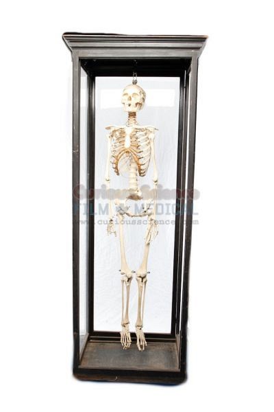 Period Skeleton in Cabinet