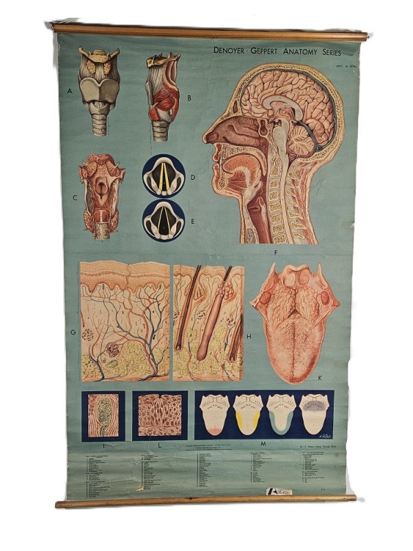 Period Rolled  Head Neck Throat Skin Anatomy Chart / Poster