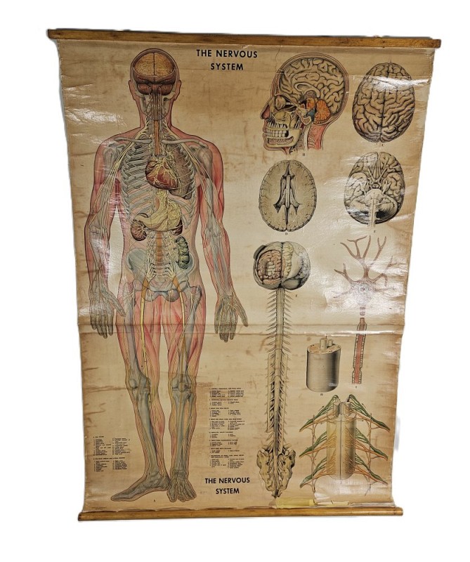 Period Rolled Nervous System Charts / Poster