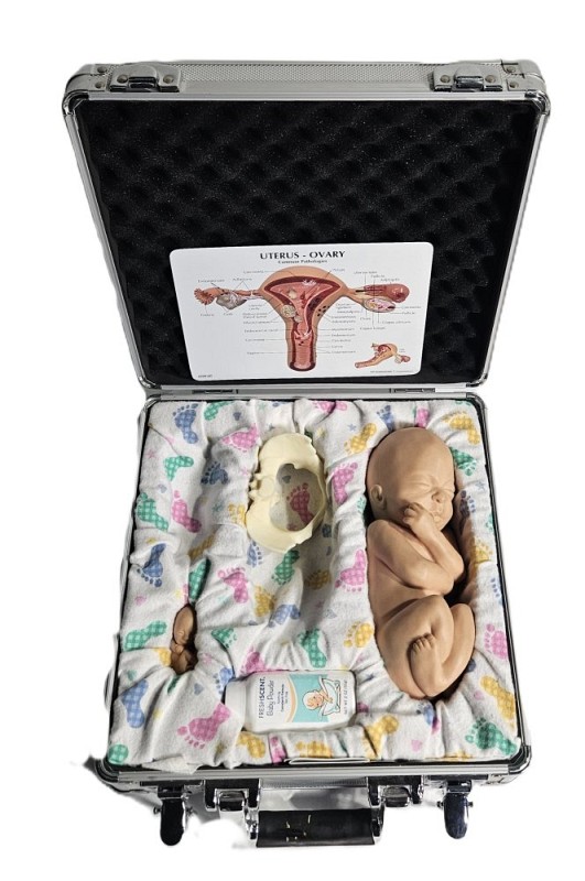 Different  Sizes of Baby Models In A Case