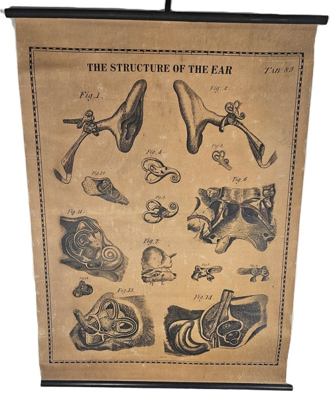 The Structure Of The Ear Period Poster