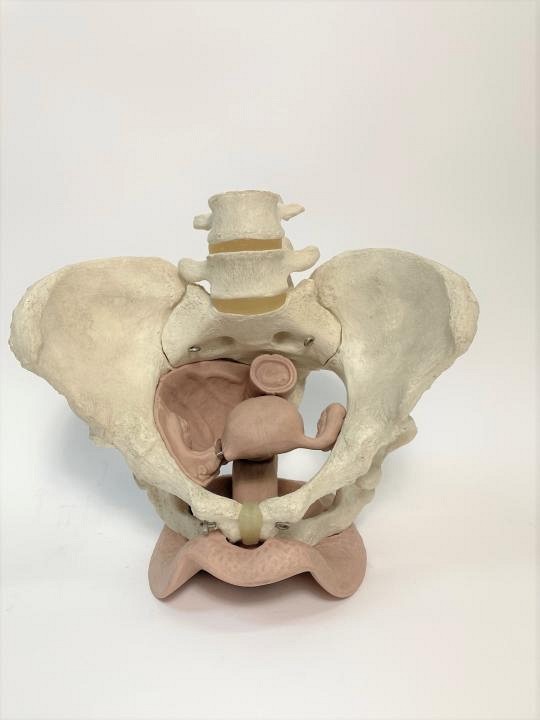 Pelvic Model