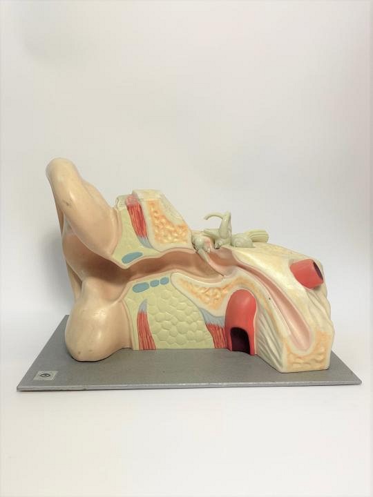 Anatomical model of ear | FILM MEDICAL